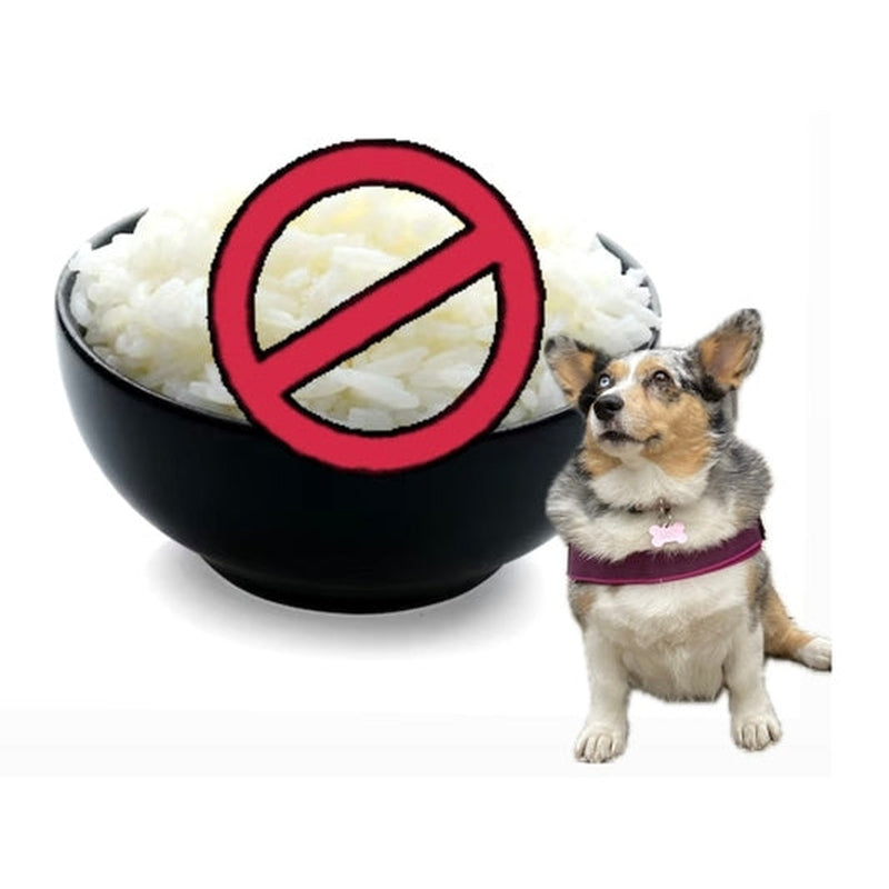 Why Chicken and Rice is an outdated approach for GI issues in dogs Poochie Moochie Pet Store West Edmonton