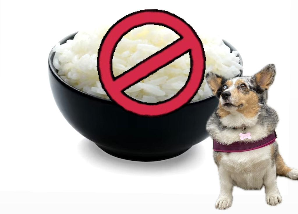 Can you feed dogs hot sale rice