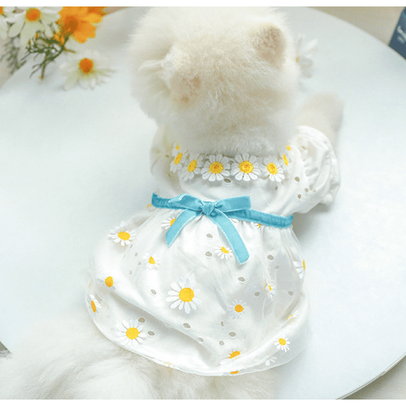 Daisy best sale summer dress