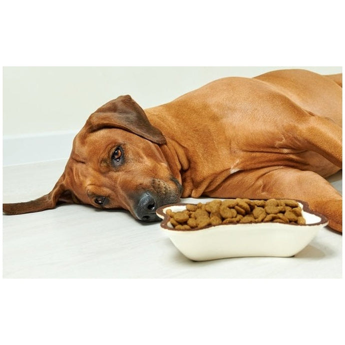 Managing Pancreatitis in dogs