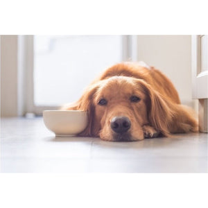 Managing IBD in Dogs & Cats: The Natural Way