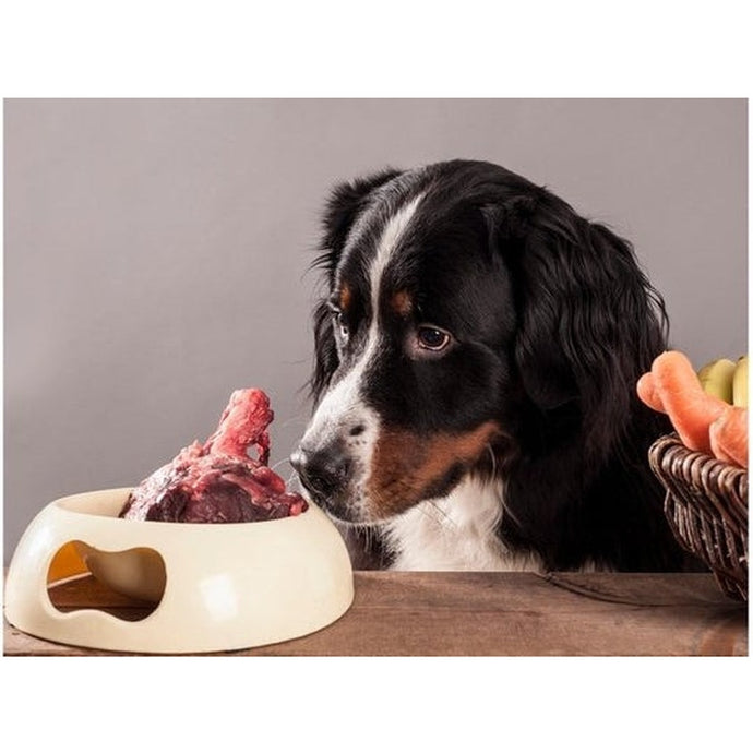 Importance of Organ Meat in your dog's diet