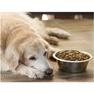 Causes and management of Dog Diabetes