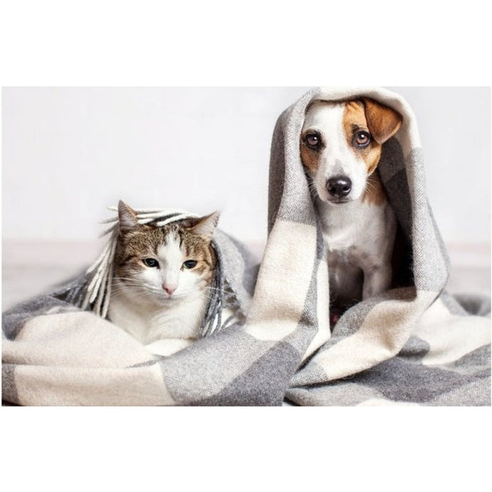 Natural ways to care for your pets kidney