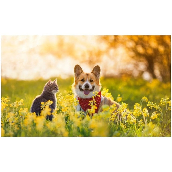 Natural Pet Healthcare during Spring!