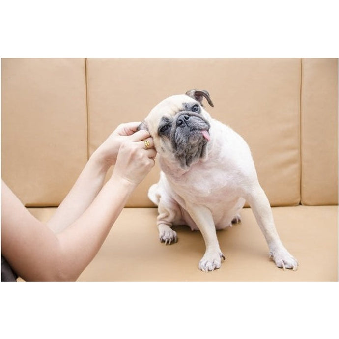 Causes and prevention of dog ear infections