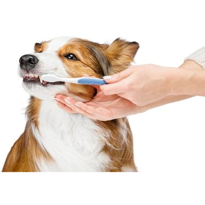 How to improve your dog's dental health