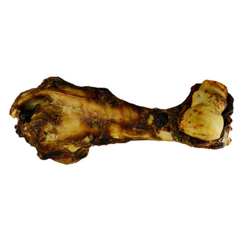 Dino bone outlet for dogs