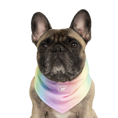 Canada Pooch Cooling Bandana Rainbow