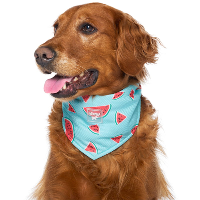 Canada Pooch Chill Seeker Cooling Bandana Watermelon