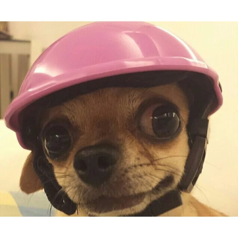 Dog wearing a store helmet