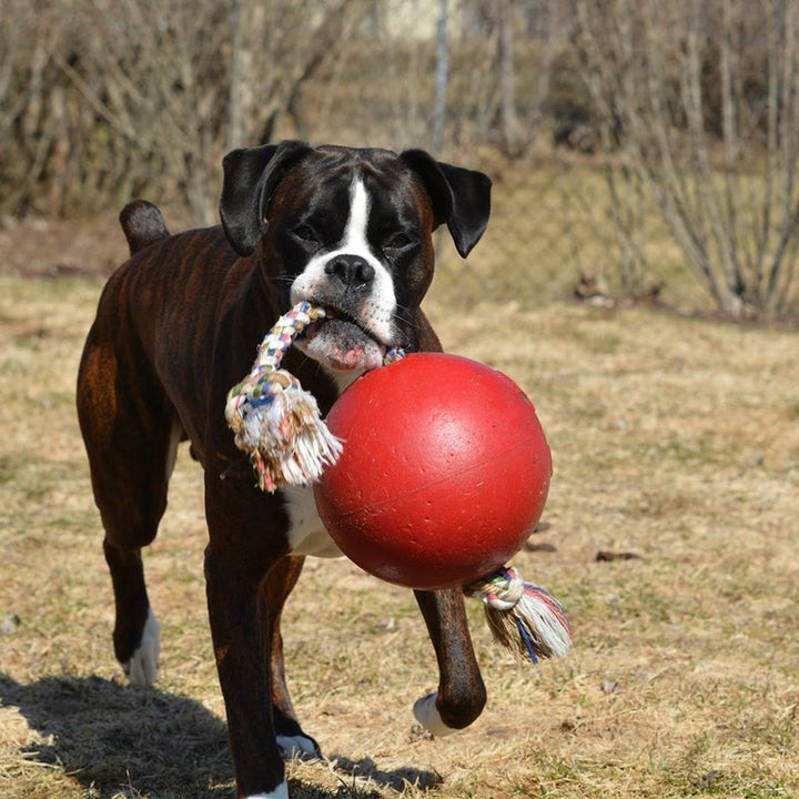 Jolly Pets Romp N Roll with Rope & Hard Plastic Ball Attached Fun Toy