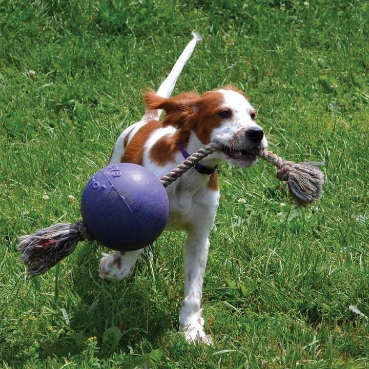 Jolly Pets Romp N Roll with Rope & Hard Plastic Ball Attached Fun Toy