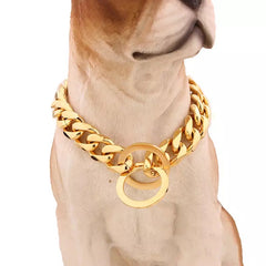 Stainless Steel 15mm Dog Chain Collar in Gold or Silver Poochie Moochie Pet Store West Edmonton