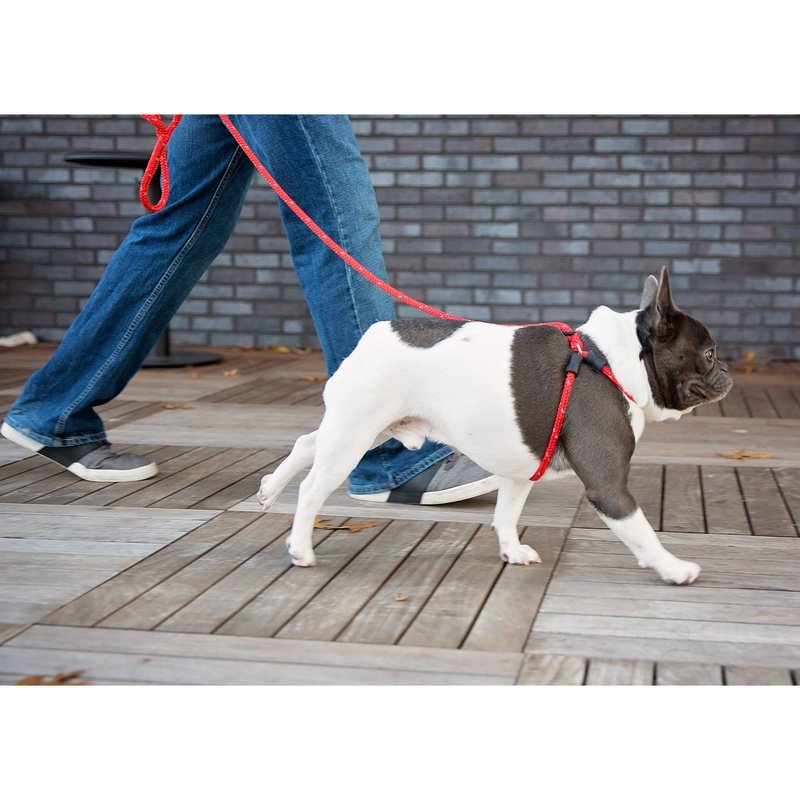 Dog leash around body best sale