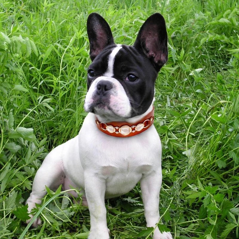 Black dog store collar with rhinestones