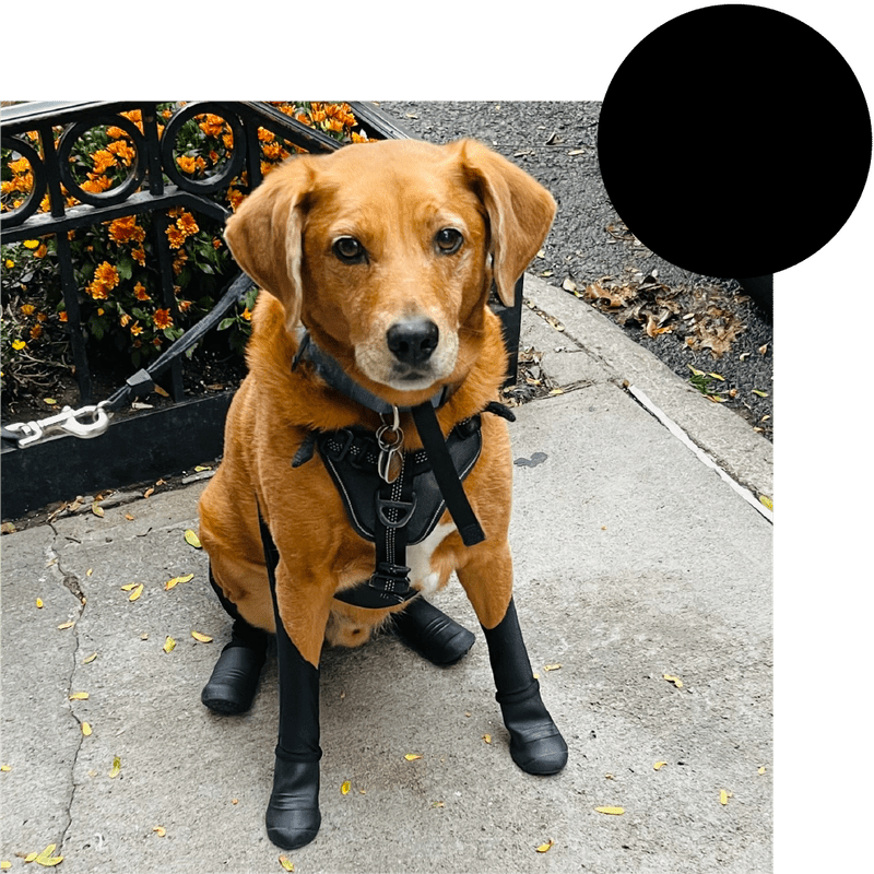 Walkee Paws Easy On Deluxe Dog Boot Leggings SM India | Ubuy