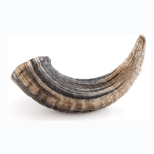 Icelandic Lamb Horn Large