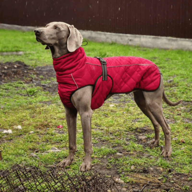 Dog Winter Coat, FUAMEY Soft Fleece Lined Warm Dog Jacket Winter Water –  KOL PET